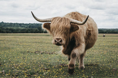 Front view of the highland cattle walking in a field towards the camera, the new forest, dorset, uk.