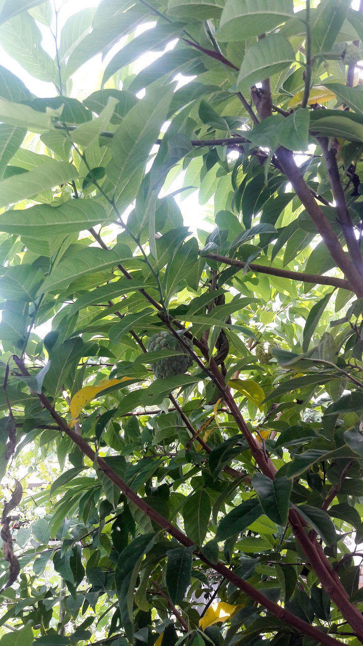 LOW ANGLE VIEW OF TREE GROWING ON PLANT