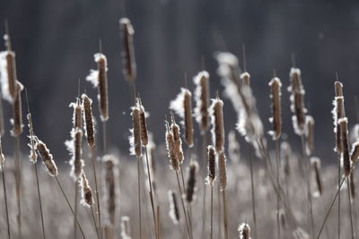 Close-up of dried plant on field