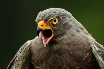 Close-up of a bird