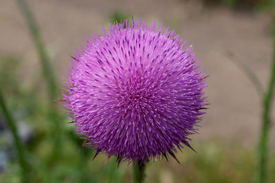 Close-up of purple thistle flower