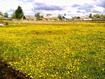 Scenic view of oilseed rape field against sky