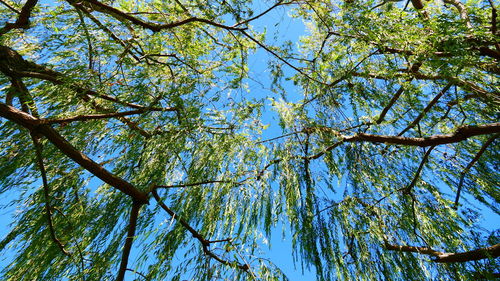 Low angle view of trees against blue sky