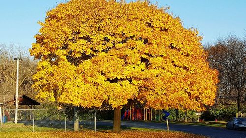 Close-up of yellow tree against built structure