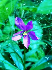 Close-up of iris blooming outdoors