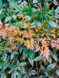 Close-up of flower tree