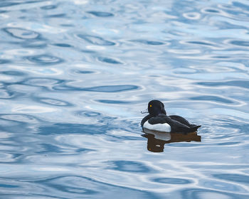 Duck swimming in lake