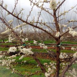 Flowers growing on tree