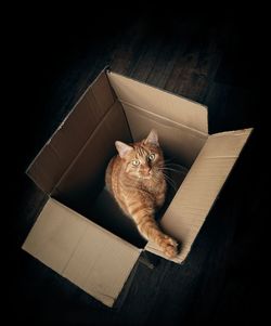 High angle portrait of cat in box on hardwood floor