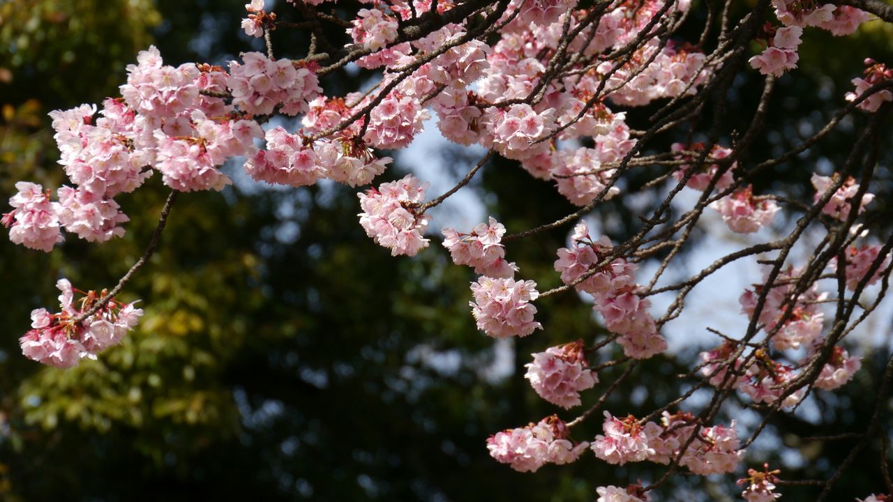 flower, freshness, branch, pink color, tree, growth, cherry blossom, fragility, cherry tree, beauty in nature, blossom, nature, focus on foreground, fruit tree, in bloom, blooming, close-up, petal, springtime, twig
