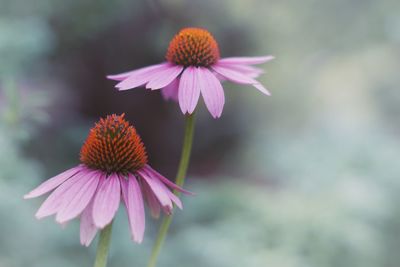 Close-up of pink flowers