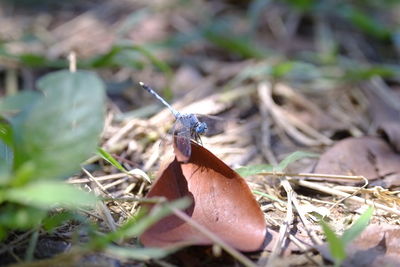 Close-up of insect on land