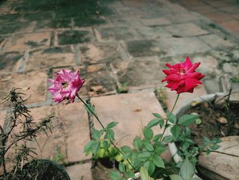 High angle view of pink flowering plant