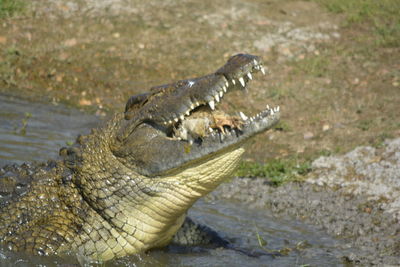 Close-up of crocodile in water