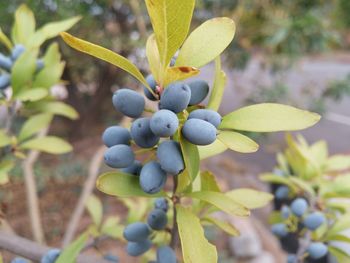 Close-up of grapes growing on tree