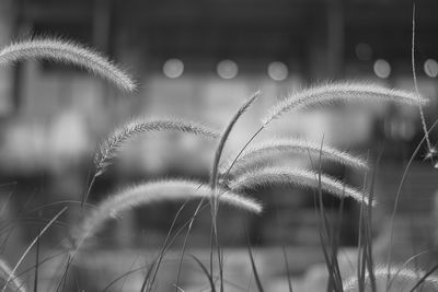 Close-up of feather on field