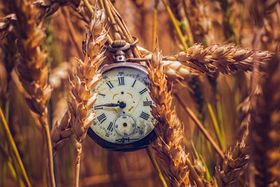 Close-up of clock on plants