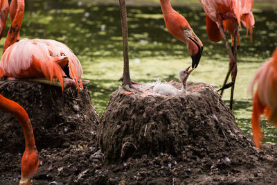 Flamingoes on field