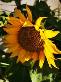 Close-up of sunflower
