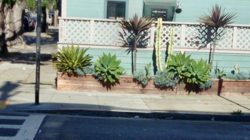 Potted plants on footpath by building