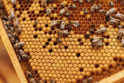 Close-up of bee on the floor