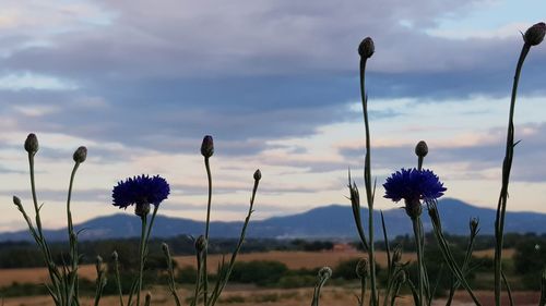 Close-up of thistle flowers on field against sky