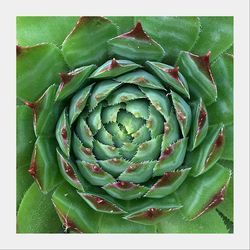 Directly above shot of fresh cactus