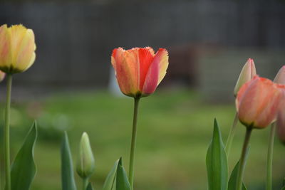 Tulips on field