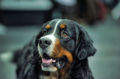 Close-up of dog looking away