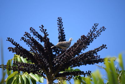 Low angle view of flowering plant against blue sky