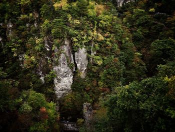 Trees growing in forest