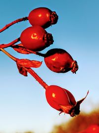 Low angle view of orange fruits against clear sky