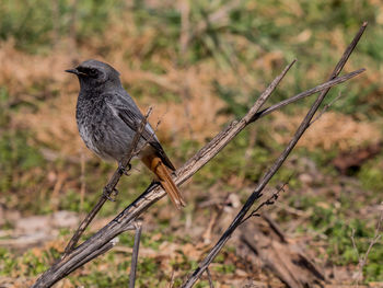 Close-up of bird perching outdoors