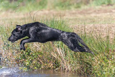 Black dog in water