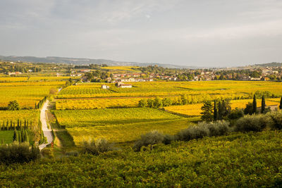 Scenic view of agricultural field against sky