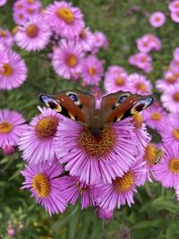 Close-up of butterfly pollinating on purple flower