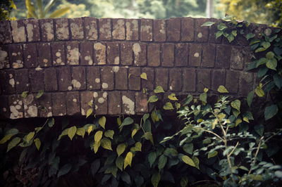 Close-up of ivy on wall