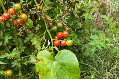 Close-up of tomatoes on plant