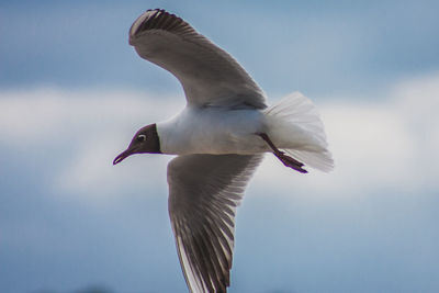 Low angle view of seagull flying