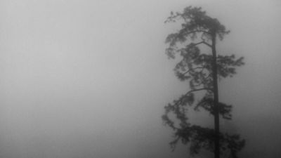 Silhouette of trees in foggy weather