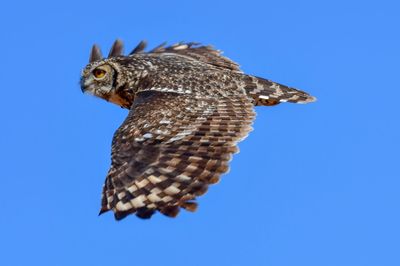 Low angle view of eagle against clear blue sky