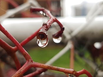 Close-up of water drops on twig