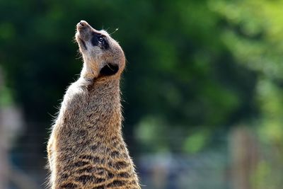 Close-up of meerkat looking up