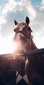 View of a horse against the sky