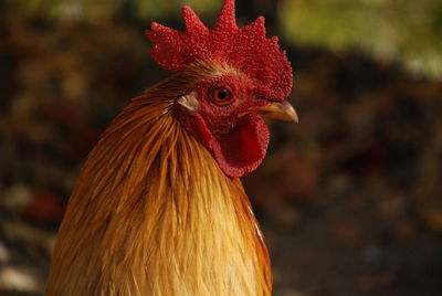 Close-up of rooster