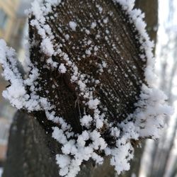 Close-up of frozen tree during winter