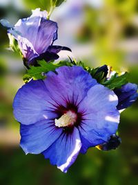 Close-up of purple flowering plant