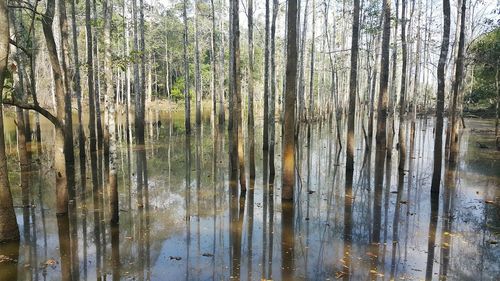 Reflection of trees in water