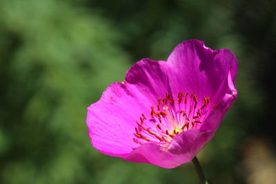 Close-up of pink flower