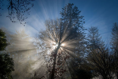 Low angle view of sunlight streaming through trees in forest